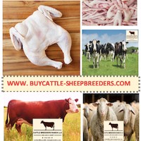 www.buycattle-sheepbreeders.com